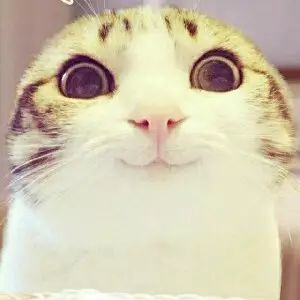 盘点那些笑到笑不出声的猫咪,十六种猫咪