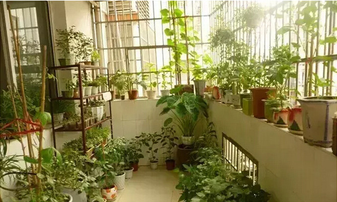 阳台种菜的步骤和方法,阳台种菜的方法全过程