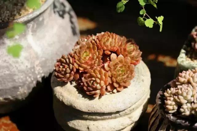 迷人的多肉阳台,韩国主妇阳台