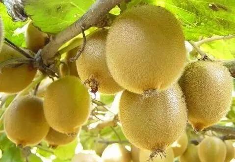 如何辨别洋水果真假,洋水果真假鉴定方法