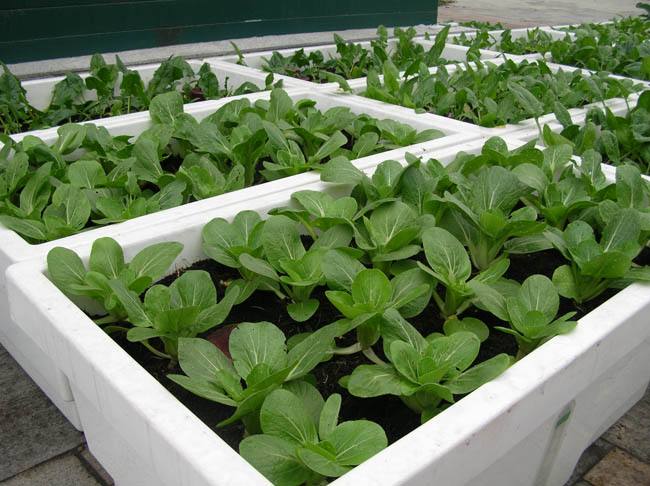 阳台种菜的步骤和方法,阳台种菜的方法全过程