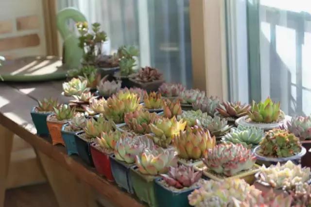迷人的多肉阳台,韩国主妇阳台