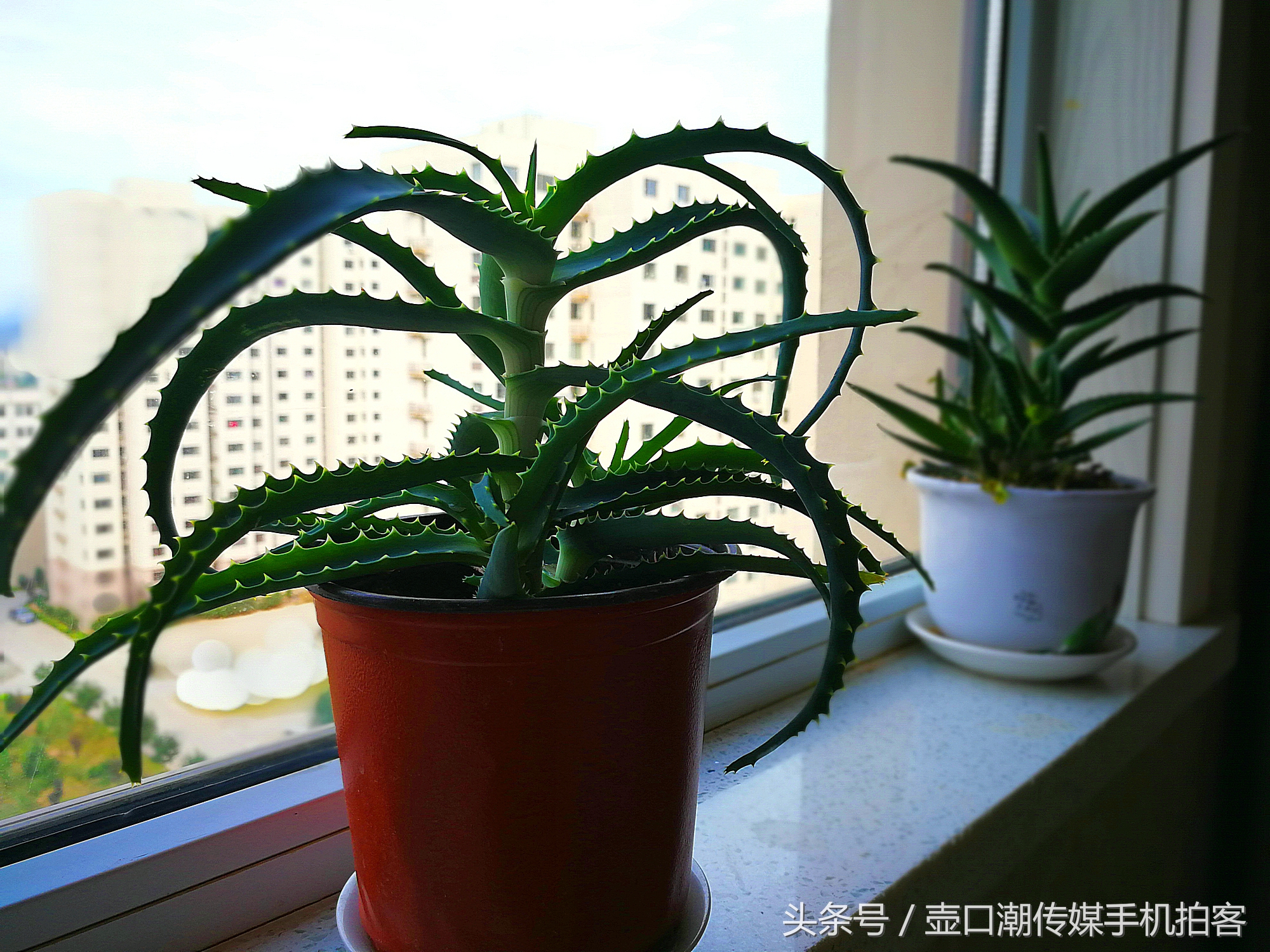 临汾：手机拍拍工作室的花~再好的装修也比不了和大自然和谐相处