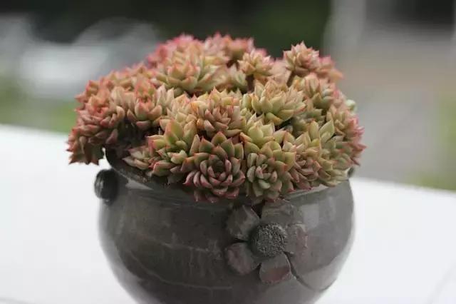 迷人的多肉阳台,韩国主妇阳台