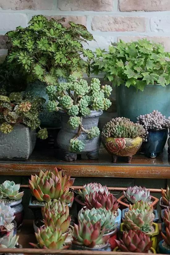 迷人的多肉阳台,韩国主妇阳台