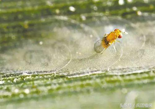 农田益虫,田间益虫到底有多可怕