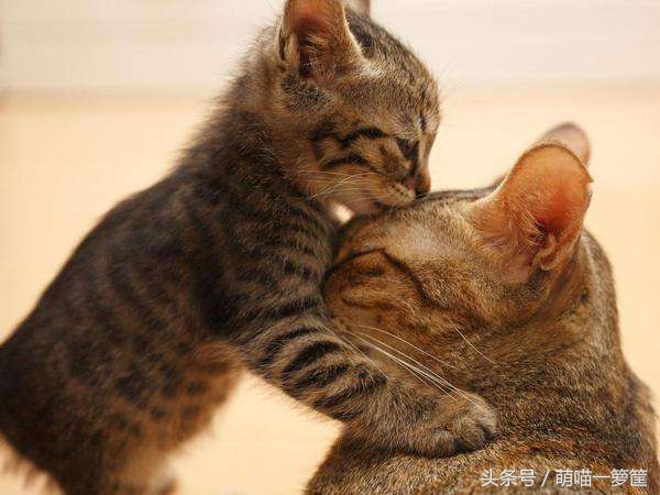 教你通过肉垫知道猫咪性格,如何通过猫咪的爪子知道性格