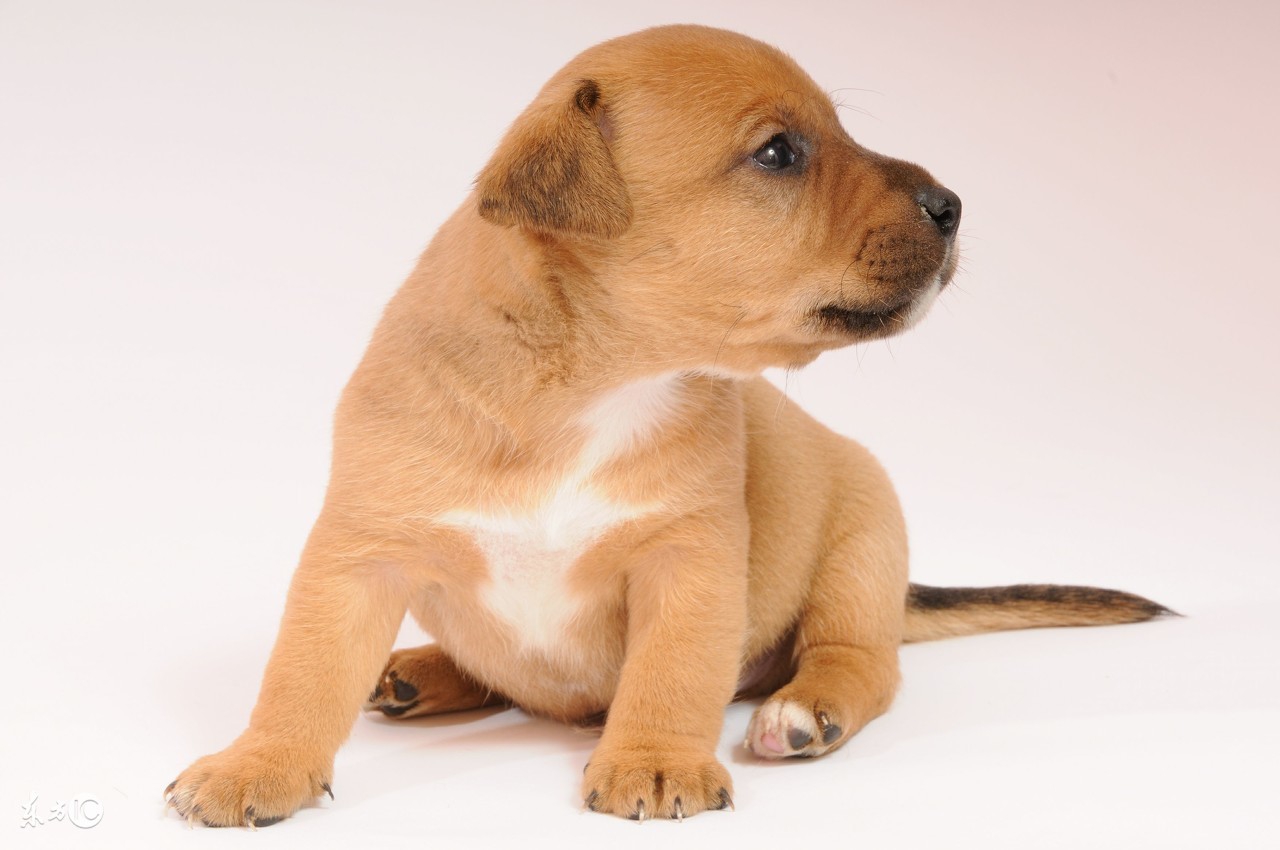 怎样锻炼幼犬的胆量,凉山犬胆量