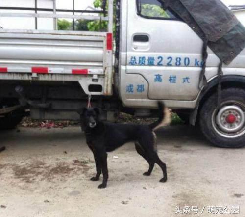 凉山犬出售直播,中华名猎犬