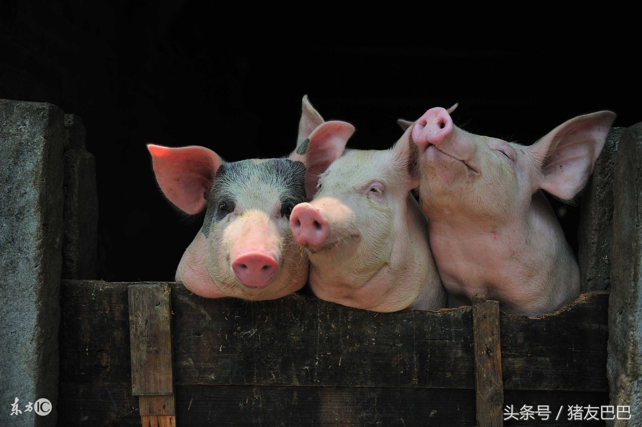 传统养猪行业的发展趋势,在中国养殖野猪的最新政策