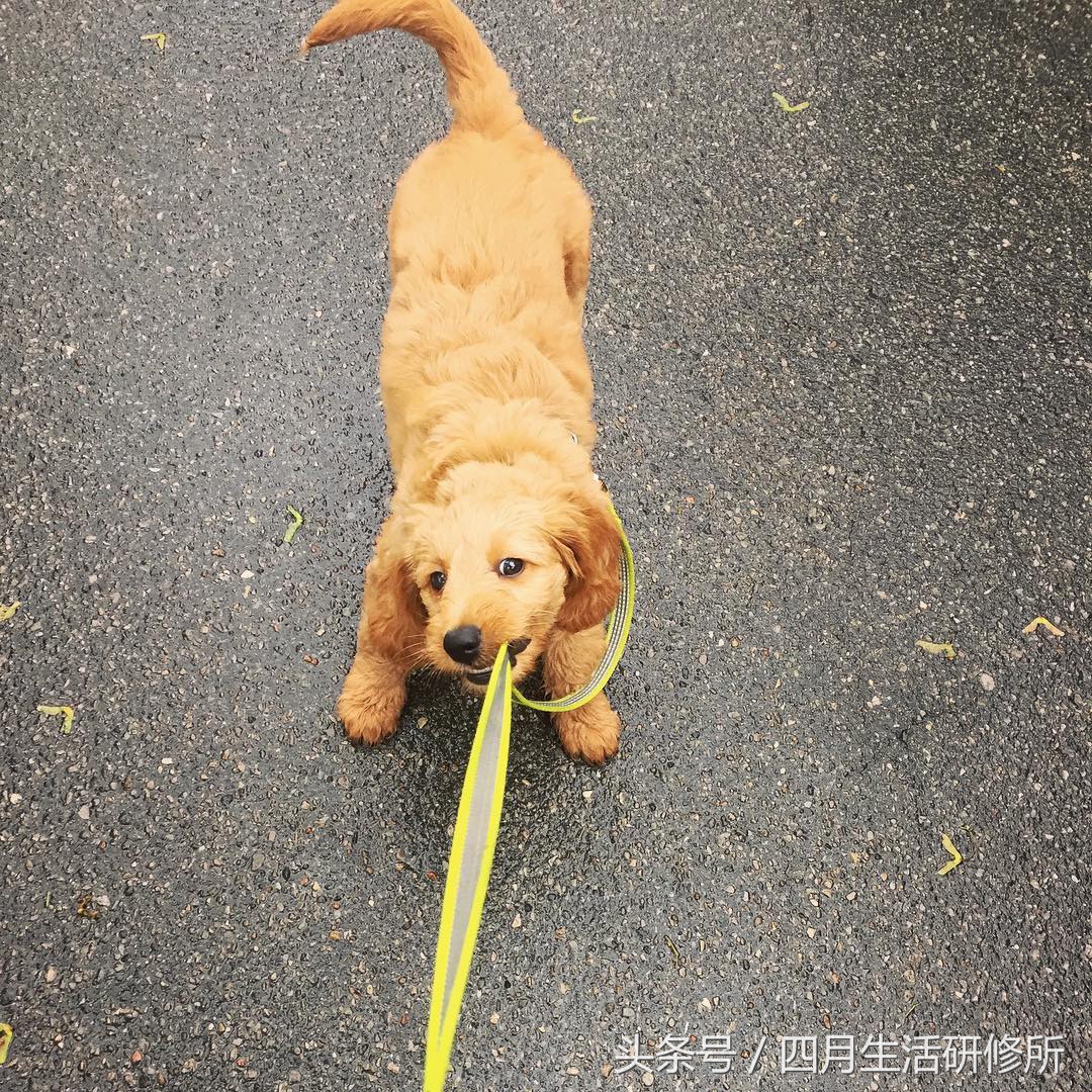 家有毛孩子｜老司机说不买齐这些甭养狗