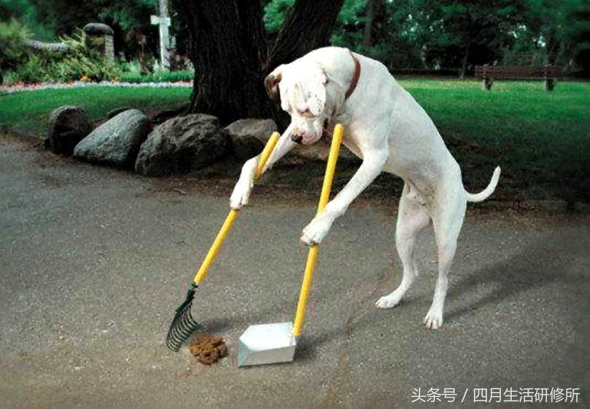 家有毛孩子｜老司机说不买齐这些甭养狗