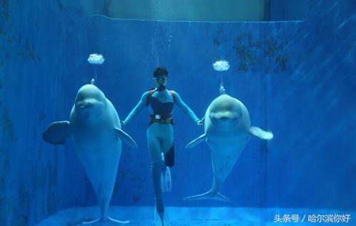 5月19号黑龙江有哪些景区免门票,黑龙江旅游日免门票景区