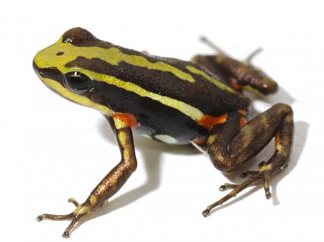 毒蛙能毒死10人吗,毒蛙怎么防止自己中毒