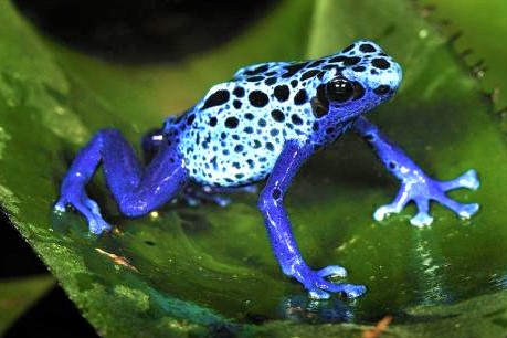 毒蛙能毒死10人吗,毒蛙怎么防止自己中毒