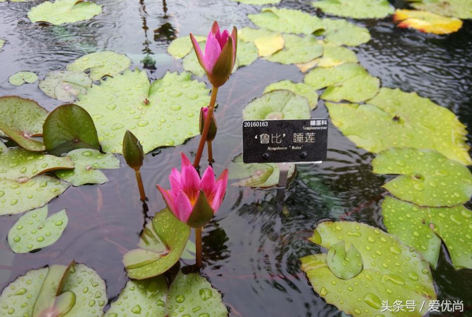 秋天的植物园,秋天的植物枫叶