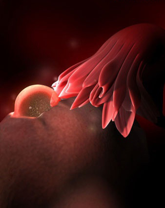 孕宝生长图,胎宝宝3d立体动画