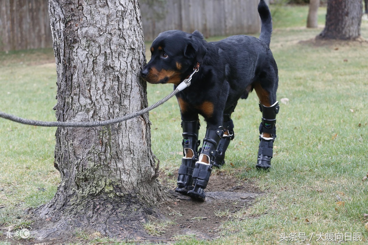 纯种罗威纳都有哪些测量标准？