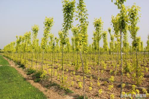 2022年苗木市场行情,西北地区苗木市场行情