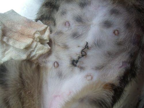 猫咪绝育注意事项，猫咪术后伤口愈合慢怎么办？