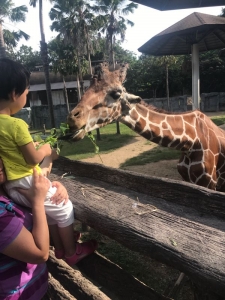 普吉岛清迈曼谷的游玩顺序亲子游,泰国清迈旅游团自由行