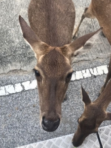 普吉岛清迈曼谷的游玩顺序亲子游,泰国清迈旅游团自由行