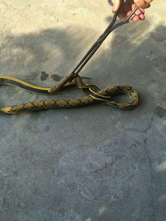 眼镜蛇进家里是什么预兆,蛇进家里是什么预兆该怎么处理