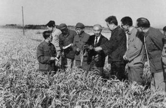 中国大米种植历史,中国大米是谁发明的