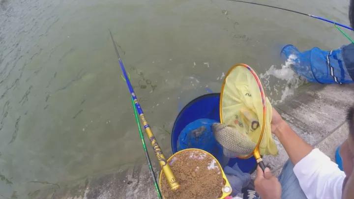 钓鲫鱼的鱼线怎么选择,钓线上最佳饵料