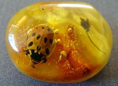 如何挑选琥珀蜜蜡,如何挑选琥珀手串