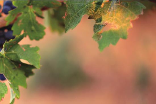 京郊采摘,秋天京郊采摘好去处