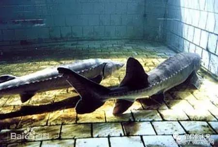 宜昌夷陵区好吗,宜昌夷陵区是宜昌最好的区吗