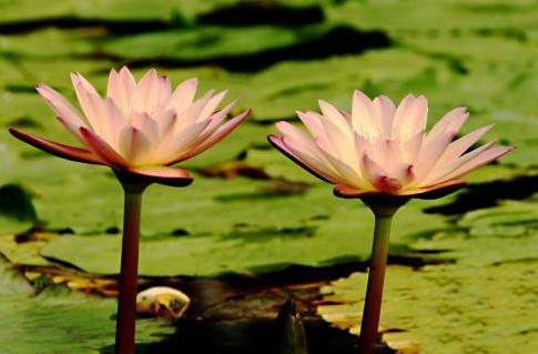 寸寸金莲，寸相思之“两朵金莲”的咒语与放足之艰难