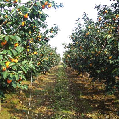 京郊采摘,秋天京郊采摘好去处