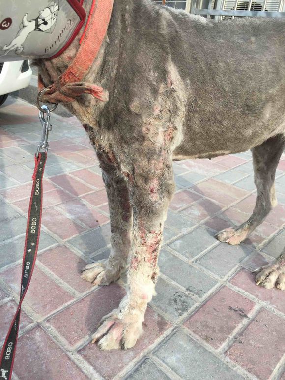 捡到得皮肤病的哈士奇,捡到一只阿拉斯加浑身脏兮兮的