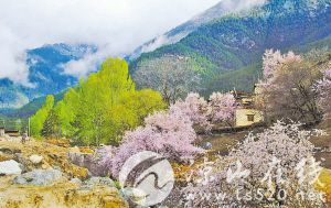 木里藏族自治县东朗乡桃花节,木里县东朗乡