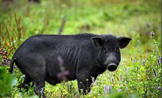 走进枞阳·美食篇——他们居然说这个东西最好吃！