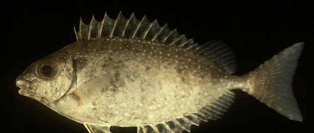 海钓最怕遇到的事,海钓毒物