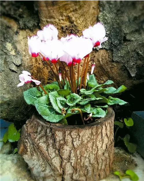 每日一花：花语天真无邪，盛开在寒冬的兔子花之仙客来