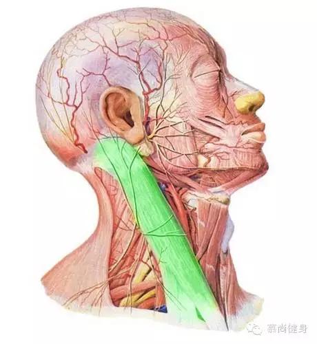 美人筋是什么,美人筋是什么东西