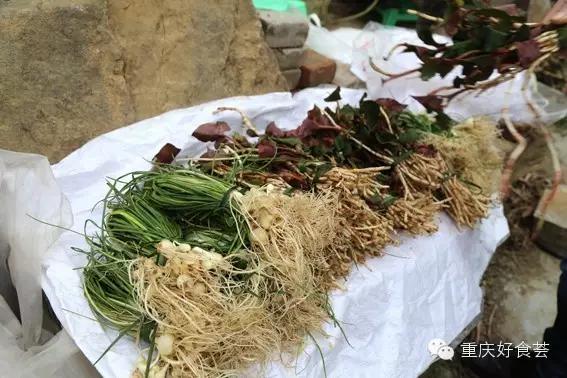 踏青挖野菜指南,最好玩的野趣旅游地方采野菜