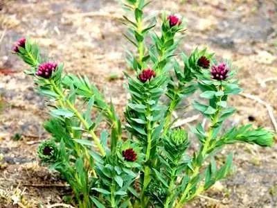 踏青挖野菜指南,最好玩的野趣旅游地方采野菜