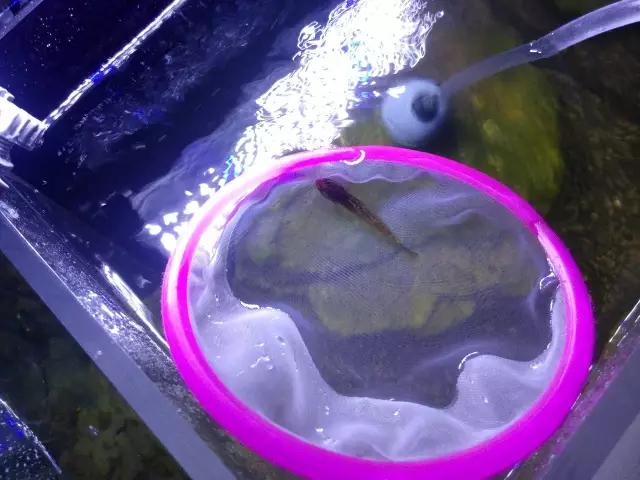 开缸的日记,开缸日记小鱼缸