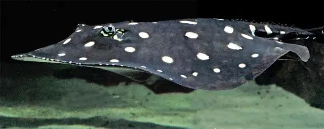 原生魟鱼,魟鱼原生态生活