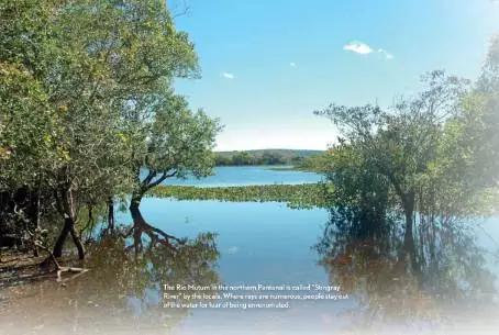 原生魟鱼,魟鱼原生态生活