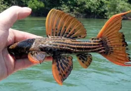 原生魟鱼,魟鱼原生态生活