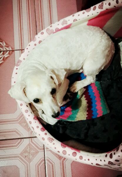 一天要出差，捡回的狗可怜巴巴望着我，竟做出的让我震惊的举动！