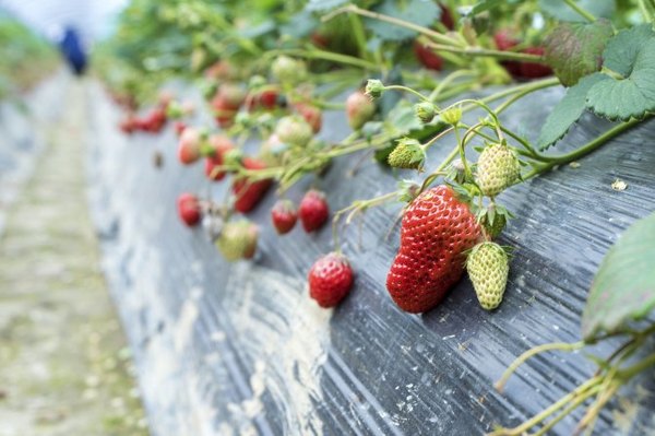 太湖舒畅之旅：乐享田园生活