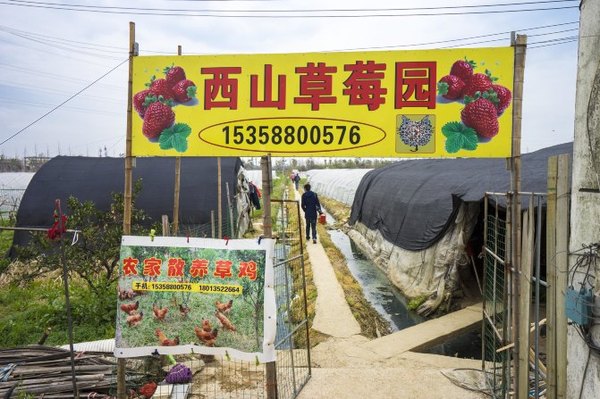 太湖舒畅之旅：乐享田园生活