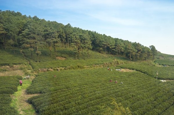 太湖舒畅之旅：乐享田园生活